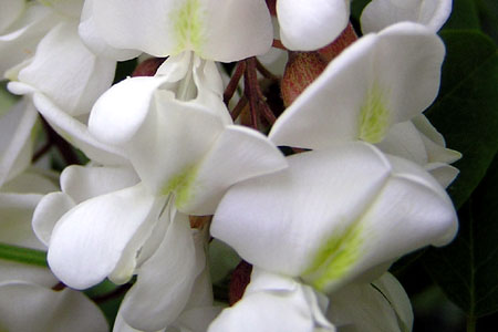 Fiori di robinia