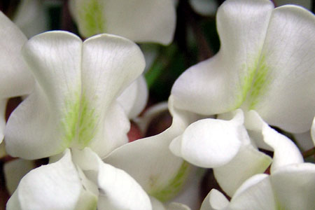 Candidi fiori di robinia