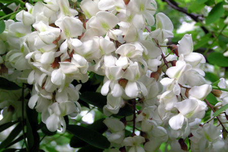 Acacia in fiore