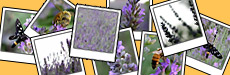 lavanda gallery