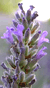 miele di lavanda