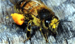 ape carica di polline