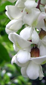 fiori di robinia