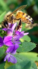 ape su erba medica